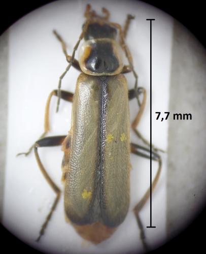 Metacantharis clypeata